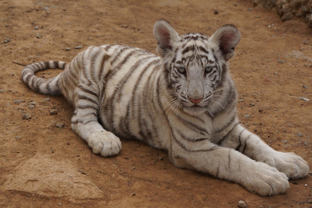 Boskoppie Lion & Tiger Reserve Крунстад Экстерьер фото