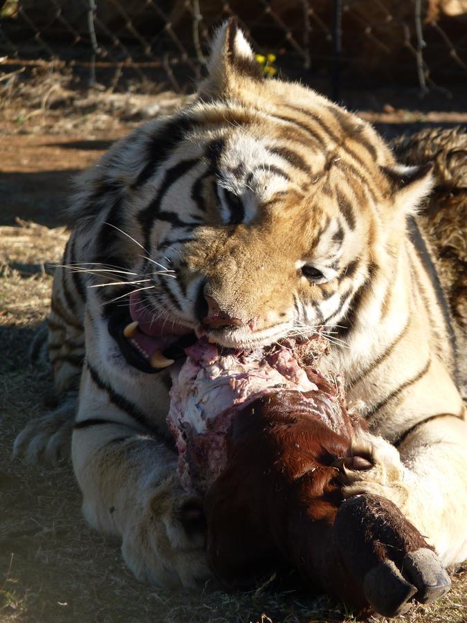 Boskoppie Lion & Tiger Reserve Крунстад Экстерьер фото