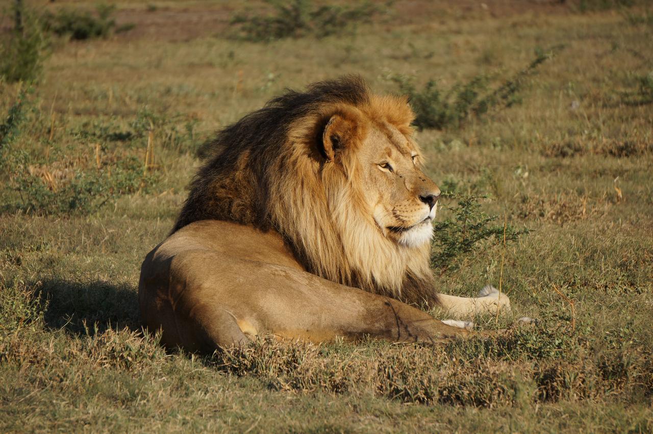 Boskoppie Lion & Tiger Reserve Крунстад Экстерьер фото
